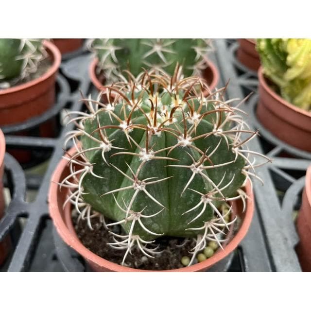 三寸盆 魔雲 仙人掌 多肉植物 現貨