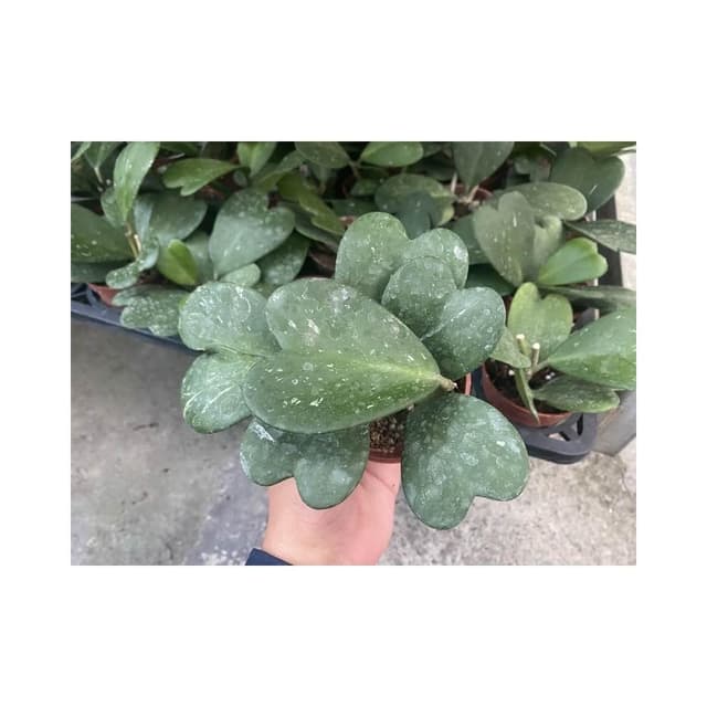 三寸盆 愛心毬蘭 觀葉 多肉植物 現貨