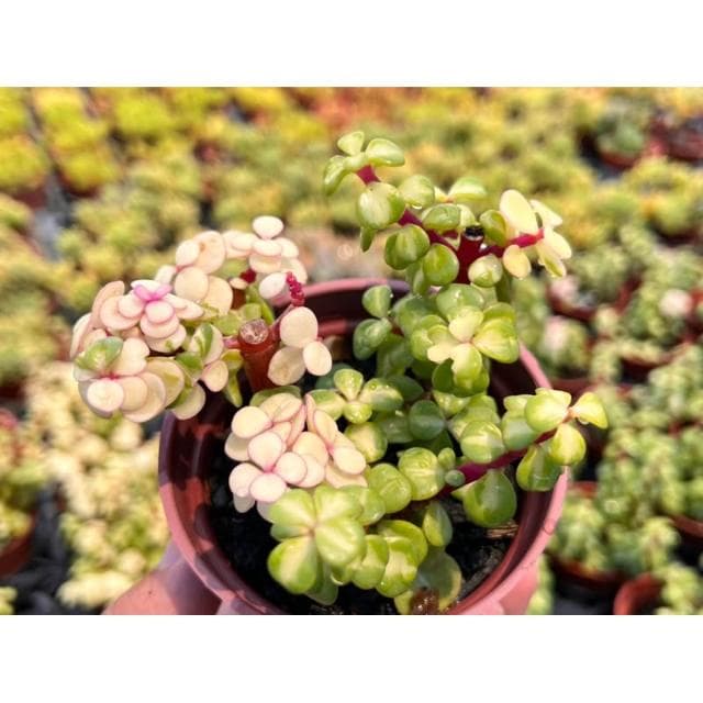 三寸盆 金枝玉葉 多肉植物 現貨