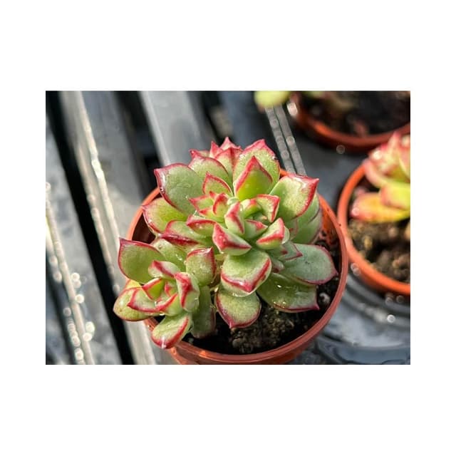 一吋盆 森之妖精 多肉植物 現貨