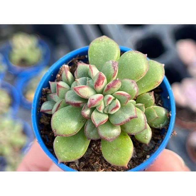 一吋盆 森之妖精 多肉植物 現貨