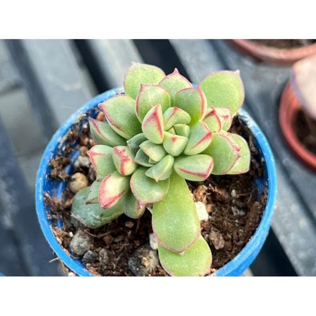 一吋盆 森之妖精 多肉植物 現貨