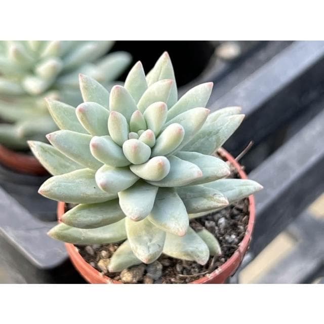一寸盆 樹冰 多肉植物 現貨
