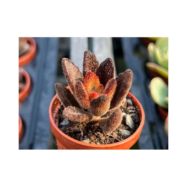 一寸盆 悟空兔 多肉植物 現貨