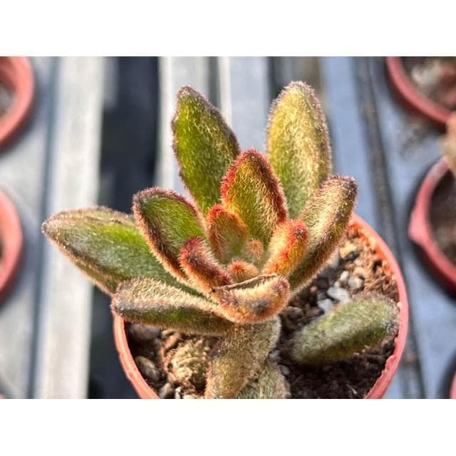 一寸盆 悟空兔 多肉植物 現貨