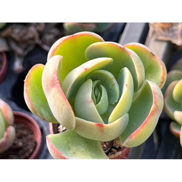 一吋盆 桃之嬌 多肉植物 現貨