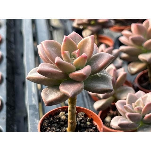 一寸盆 姬朧月（小老欉) 多肉植物 現貨