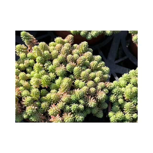三寸盆 薄雪萬年草 多肉植物 現貨
