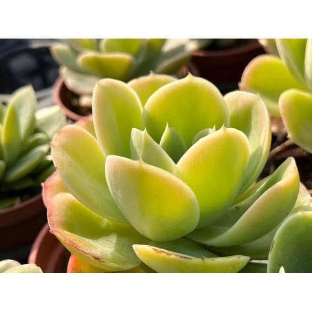 檸檬玫瑰 三寸盆 多肉植物 現貨