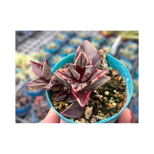 三吋盆 京鹿之子錦 多肉植物 現貨