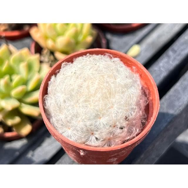 一寸盆 白星  仙人掌 多肉植物 現貨