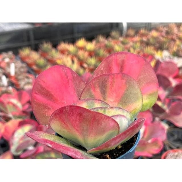 三寸盆 唐印錦 多肉植物 現貨