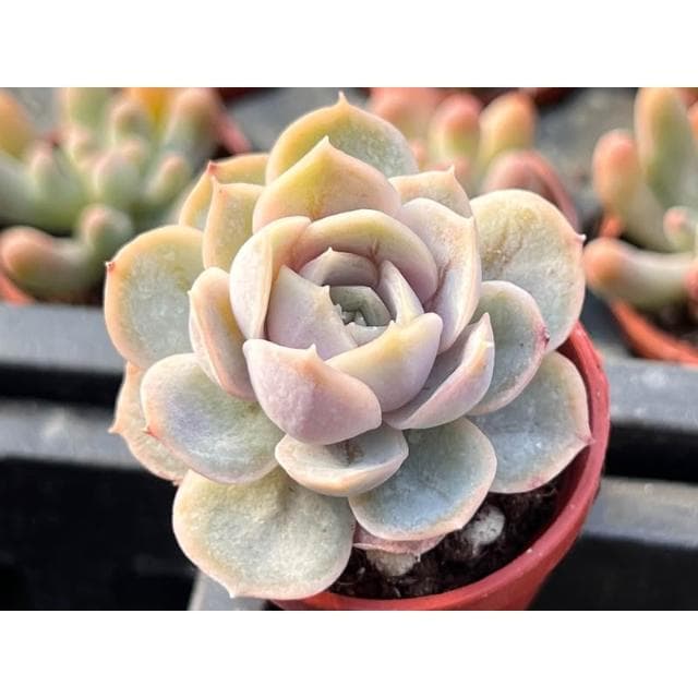 一寸盆 藍色驚喜 多肉植物 現貨