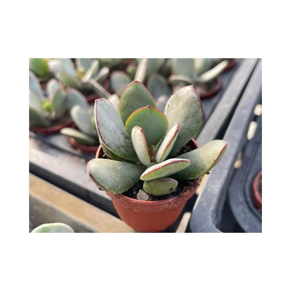一寸盆 達摩/嫁入娘 福娘 多肉植物 現貨