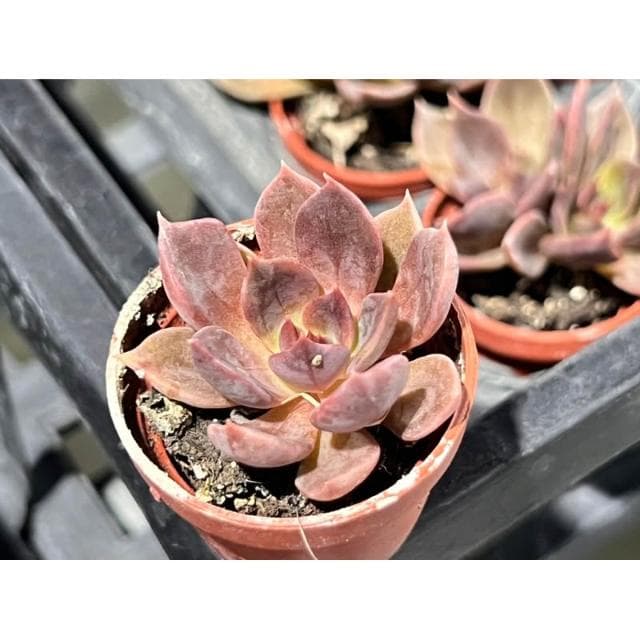 一寸盆 黑王子 多肉植物 現貨
