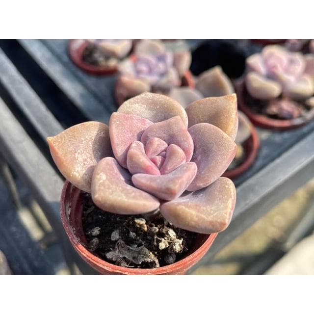 一寸盆 紫樂 多肉植物 現貨