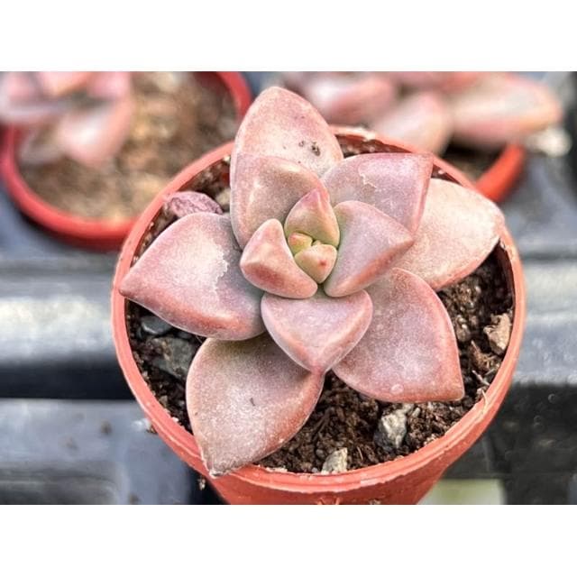 一吋盆 姬朧月 多肉植物 現貨