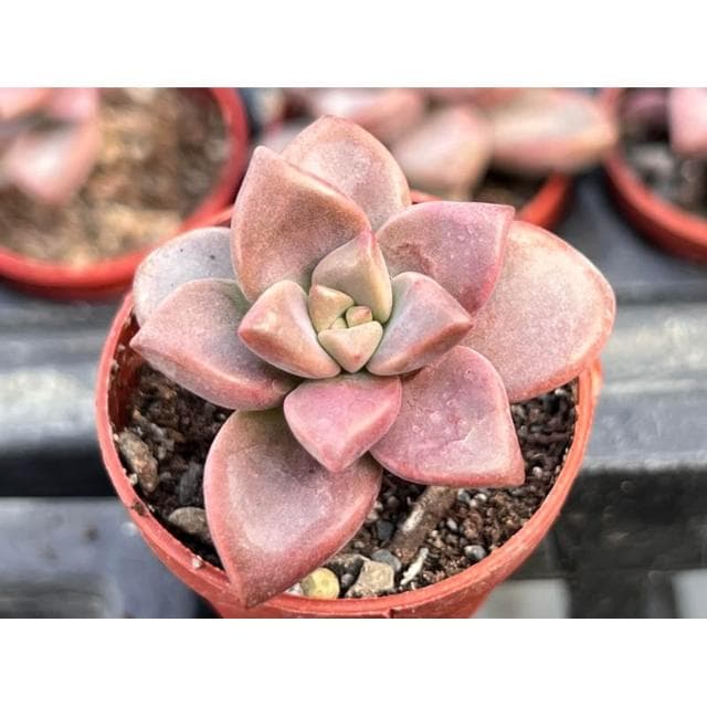 一吋盆 姬朧月 多肉植物 現貨