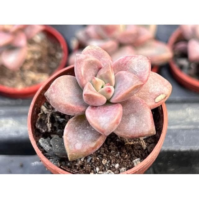 一吋盆 姬朧月 多肉植物 現貨
