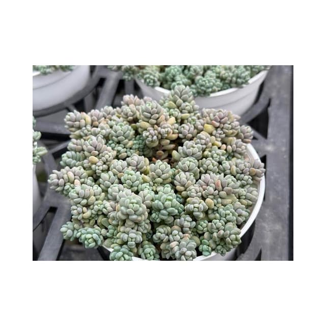 三寸盆 大姬星 多肉植物 現貨
