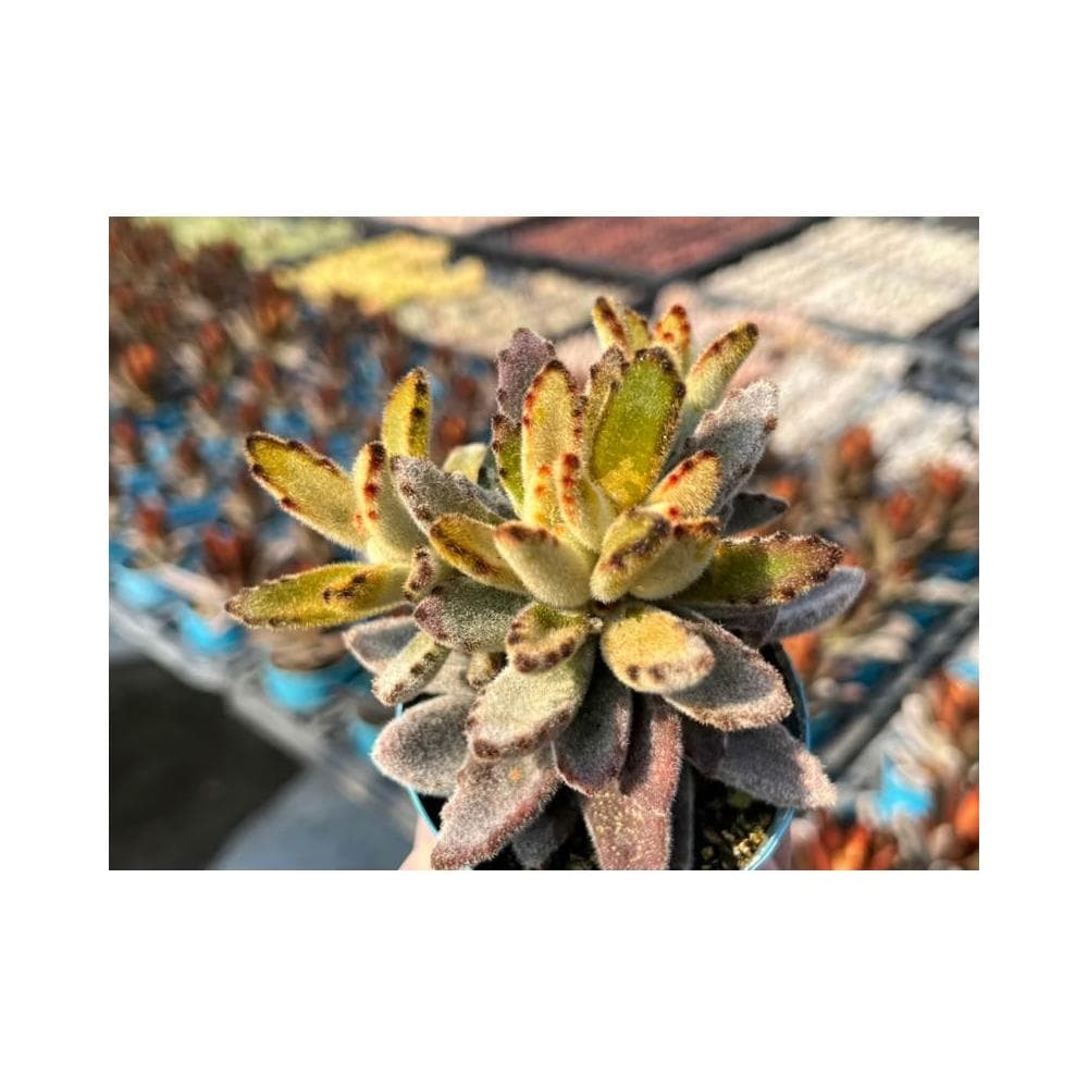 三吋盆 黃金狐狸兔 多肉植物 現貨