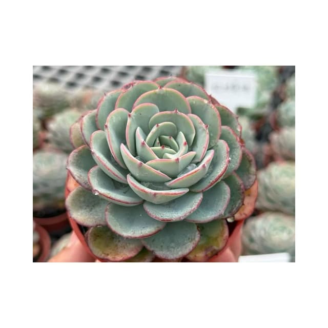 三吋盆 奶油黃桃 多肉植物 現貨