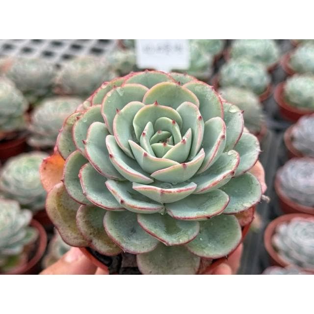 三吋盆 奶油黃桃 多肉植物 現貨