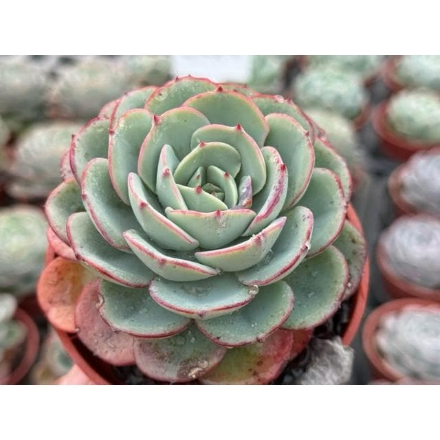 三吋盆 奶油黃桃 多肉植物 現貨