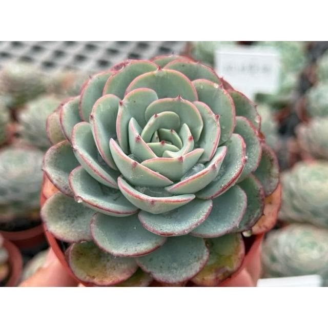 三吋盆 奶油黃桃 多肉植物 現貨