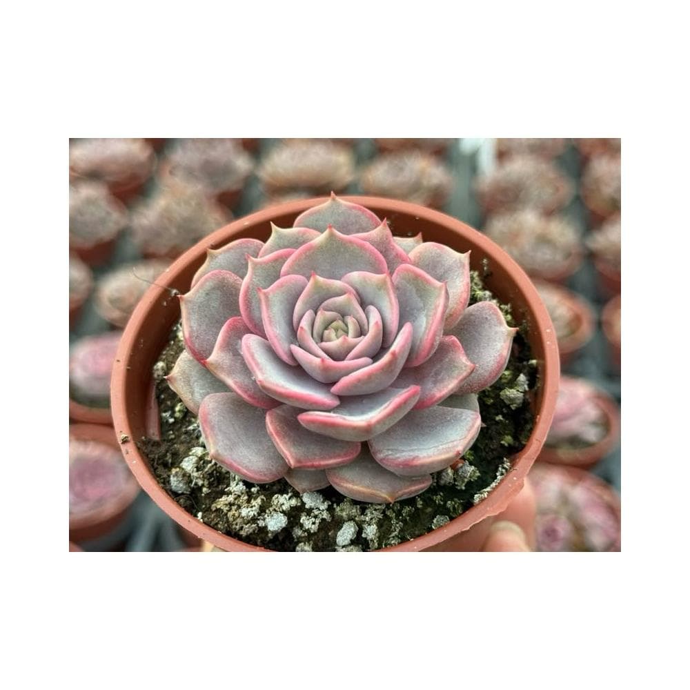 三寸盆 莉莉安 多肉植物 現貨