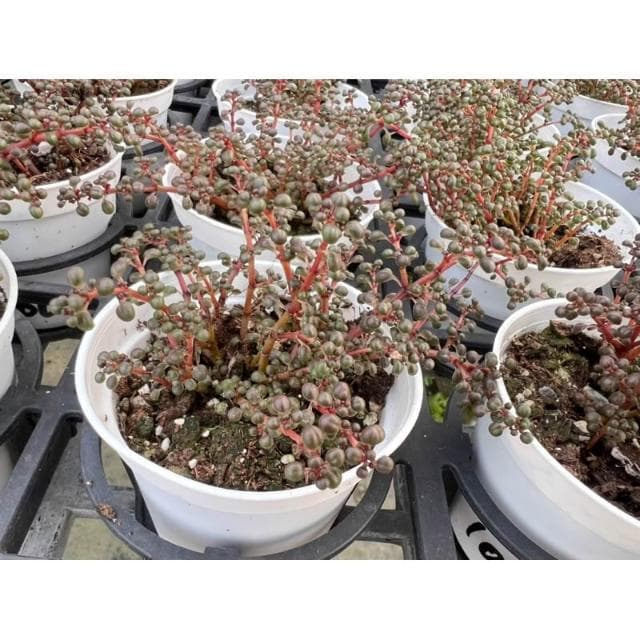 三寸盆 露鏡 多肉植物 現貨