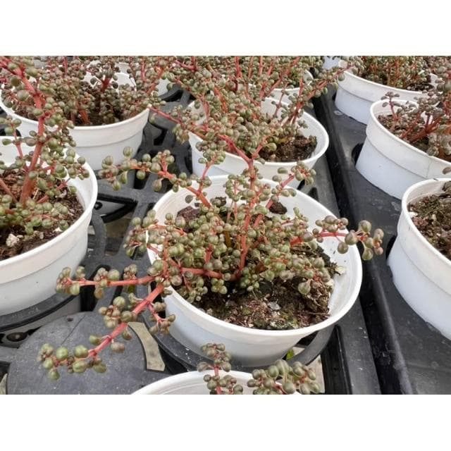 三寸盆 露鏡 多肉植物 現貨