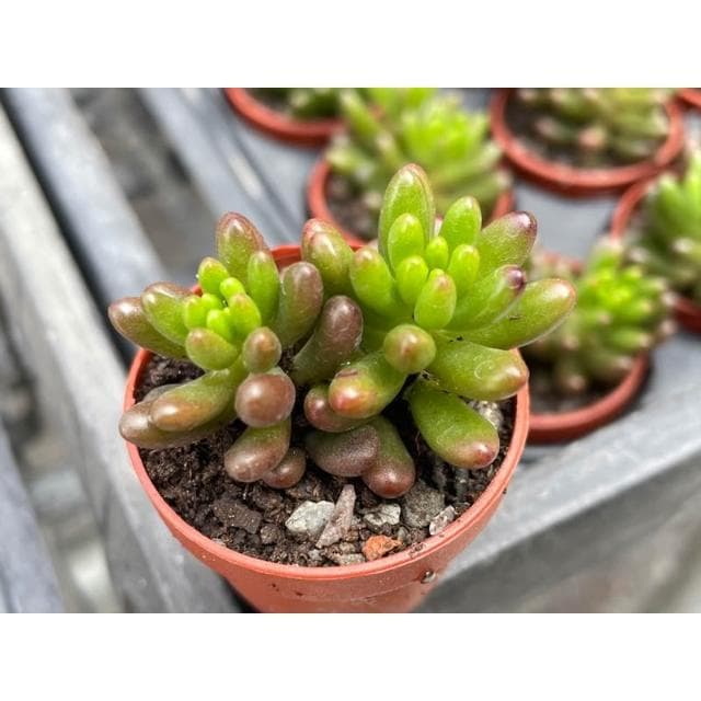 一吋盆 虹之玉/錦 多肉植物 現貨
