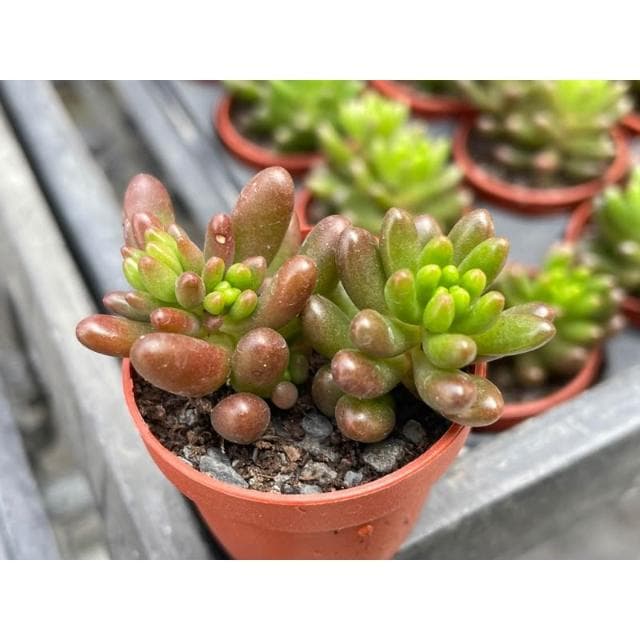 一吋盆 虹之玉/錦 多肉植物 現貨