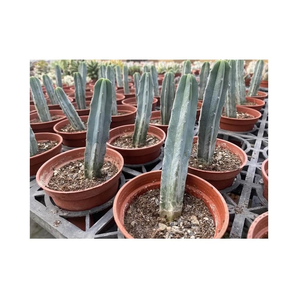 三寸盆 龍神木 仙人掌植物 現貨