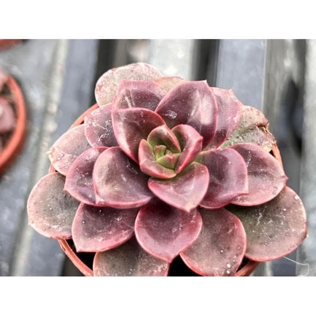 一吋盆 巧克力方磚 多肉植物 現貨