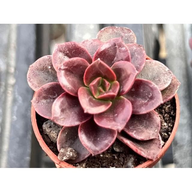 一吋盆 巧克力方磚 多肉植物 現貨