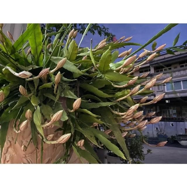 迷你曇花🌙春秋2季盛開，香味清雅素樸，大約晚上10點開花至早上9點！註：圖1、2為販售圖