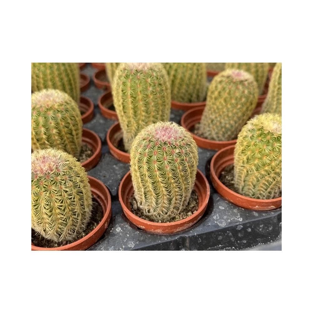 一吋盆 太陽 仙人掌 植物 現貨
