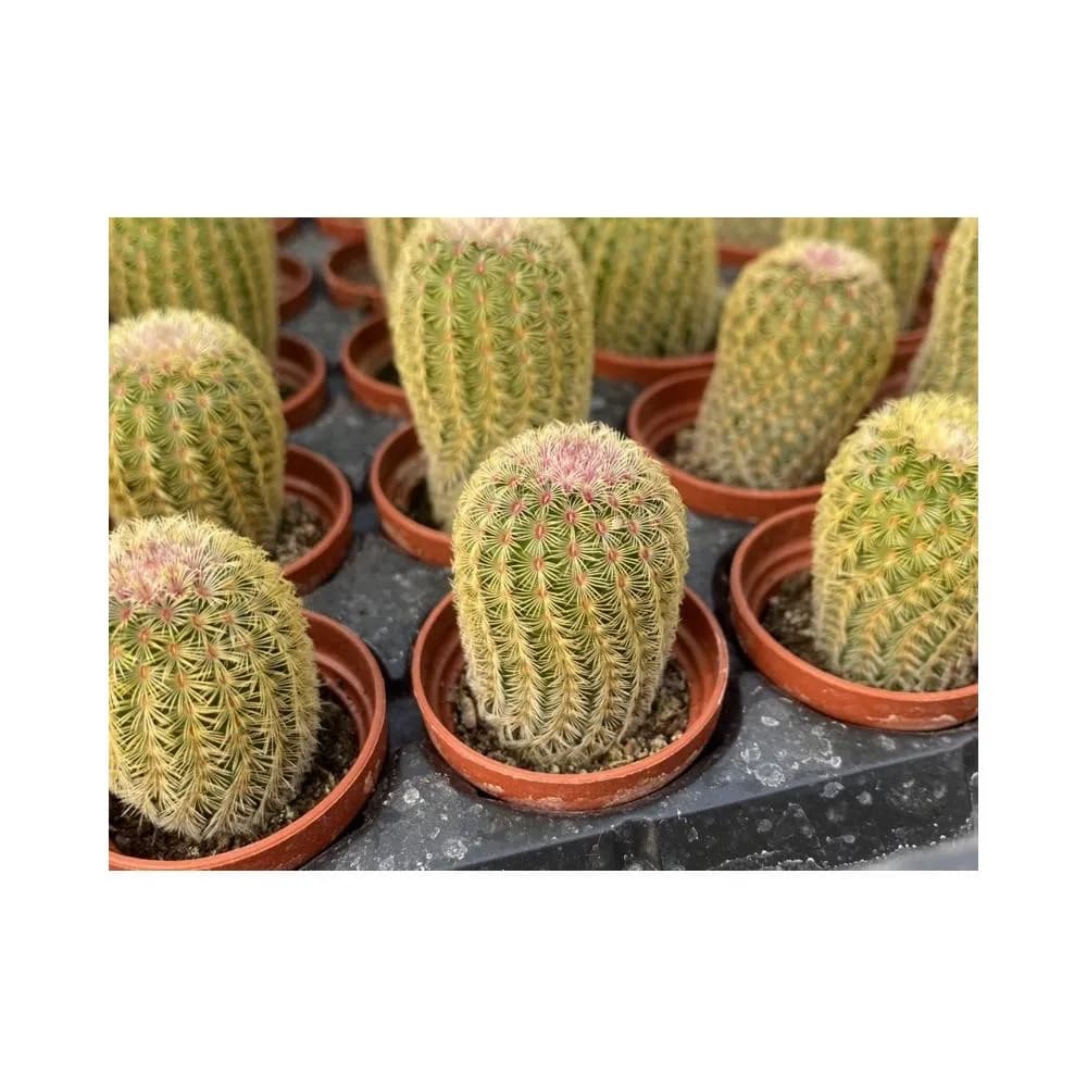 一吋盆 太陽 仙人掌 植物 現貨