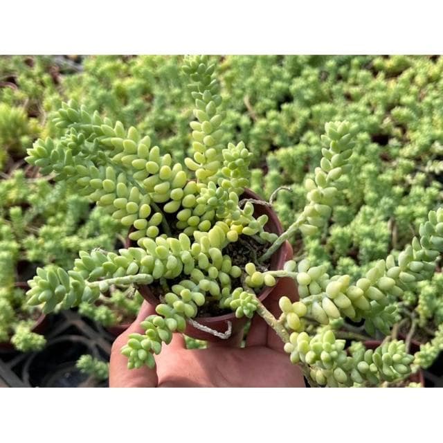 三寸盆 小玉串/老樁 多肉植物 現貨
