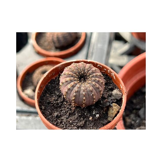 一寸盆 士童 仙人掌 多肉植物 現貨