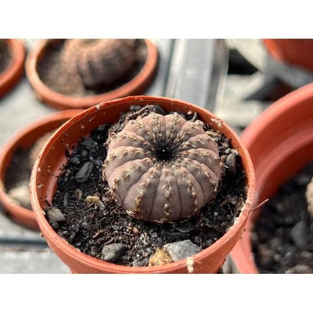 一寸盆 士童 仙人掌 多肉植物 現貨