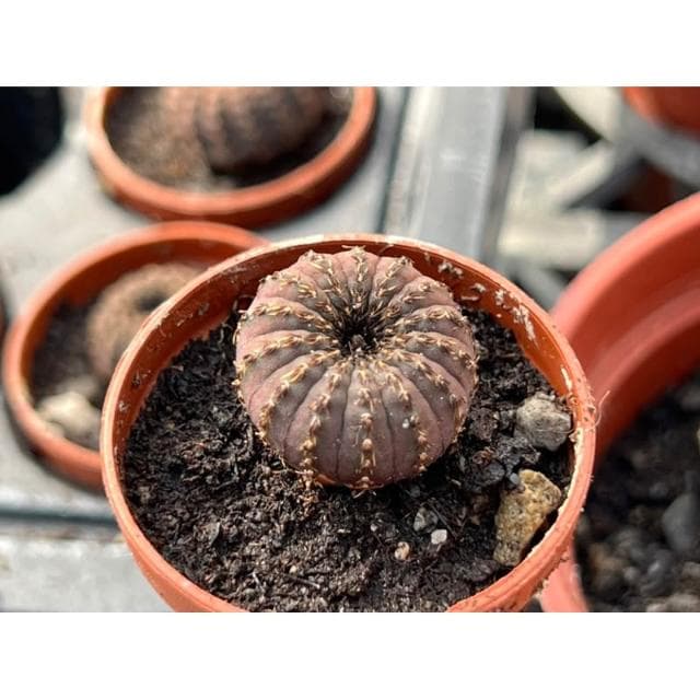 一寸盆 士童 仙人掌 多肉植物 現貨