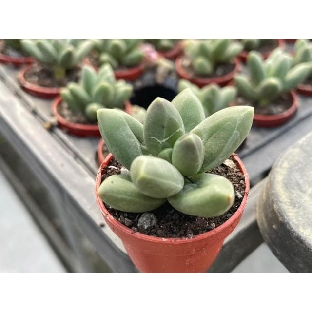 一吋盆 千代田之松💎鑽石般暗紋💎多肉植物 現貨