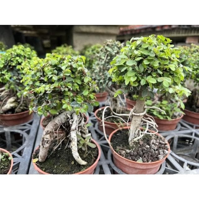 造型榆樹觀葉 多肉植物 現貨 三寸盆