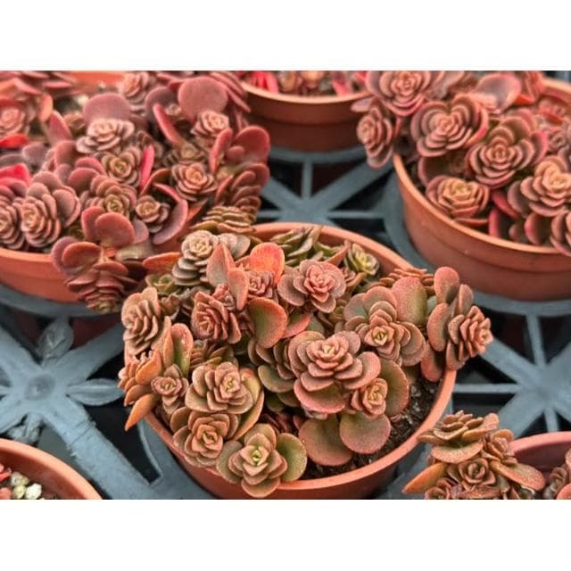 三寸盆 高加索景天 多肉植物 現貨