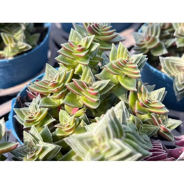三寸盆 茜之塔 多肉植物 現貨