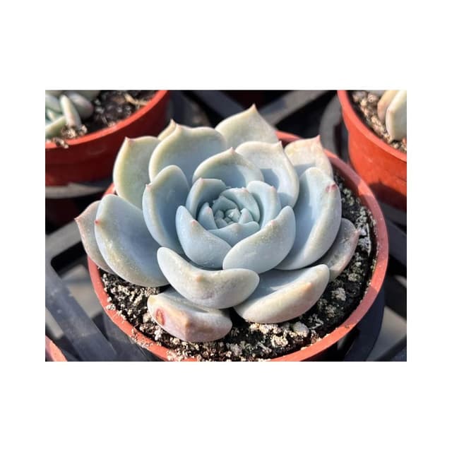 三吋盆 檸檬花 多肉植物 現貨