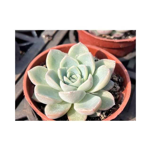 三寸盆 冰心維持 多肉植物 現貨